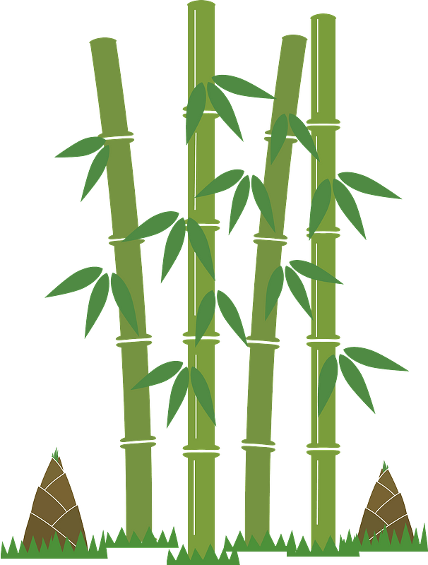 Bamboo Shoot Clipart - Gambar Animasi Pohon Bambu - Png Download (606x800), Png Download