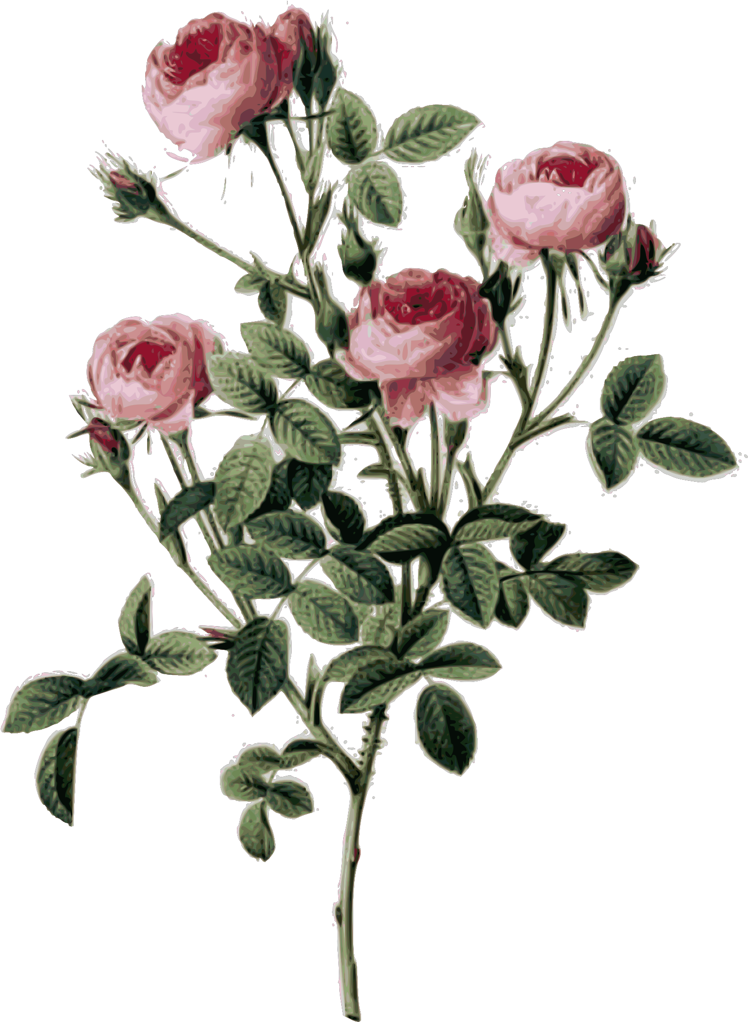 Pink Worried Svg Clip Arts - Rose Bush Botanical Illustration - Png Download (1600x2163), Png Download