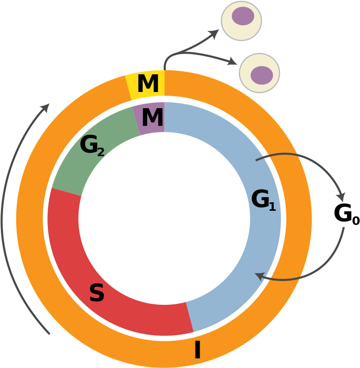 232 × 240 Pixels - Cell Cycle Png Clipart (741x768), Png Download