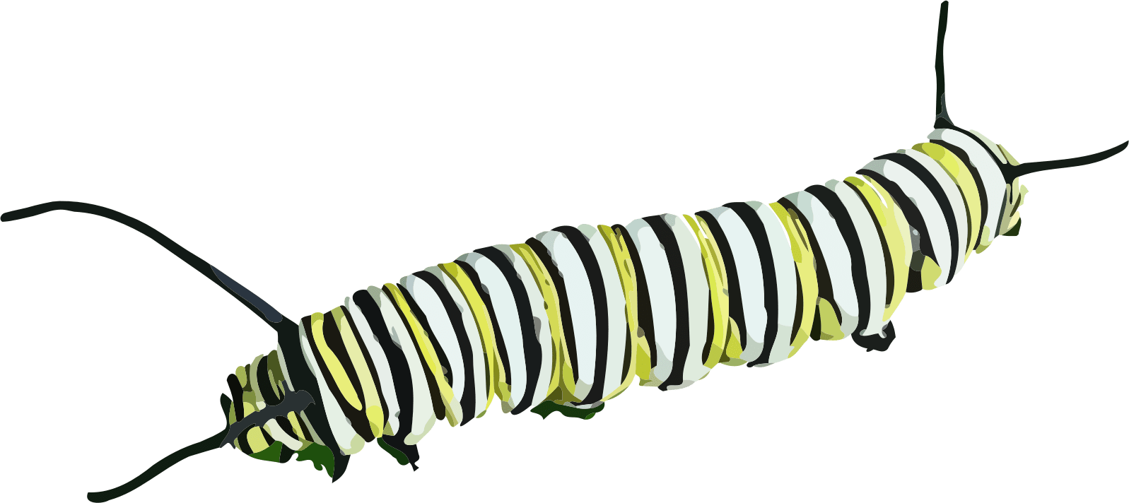 Caterpillar Clipart - Caterpillars Png Transparent Png (1597x712), Png Download