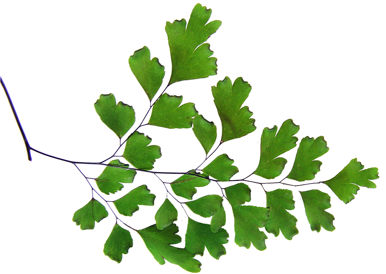 Terrarium Drawing Moss Fern - Maidenhair Fern Png Clipart (1280x957), Png Download