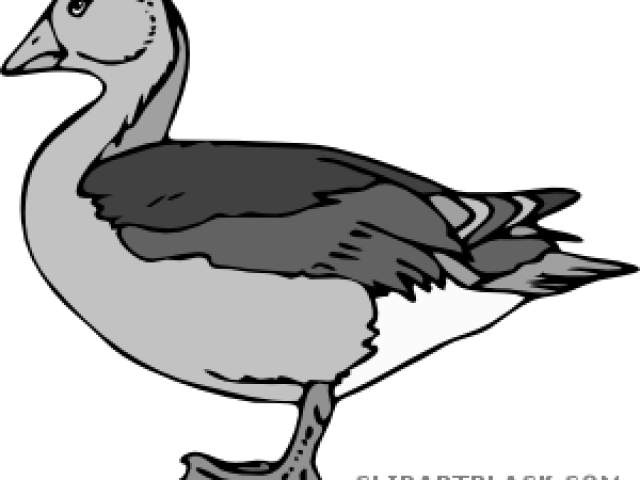 Wood Duck Clipart Transparent - Measurements Of Duck Diaper - Png Download (640x480), Png Download