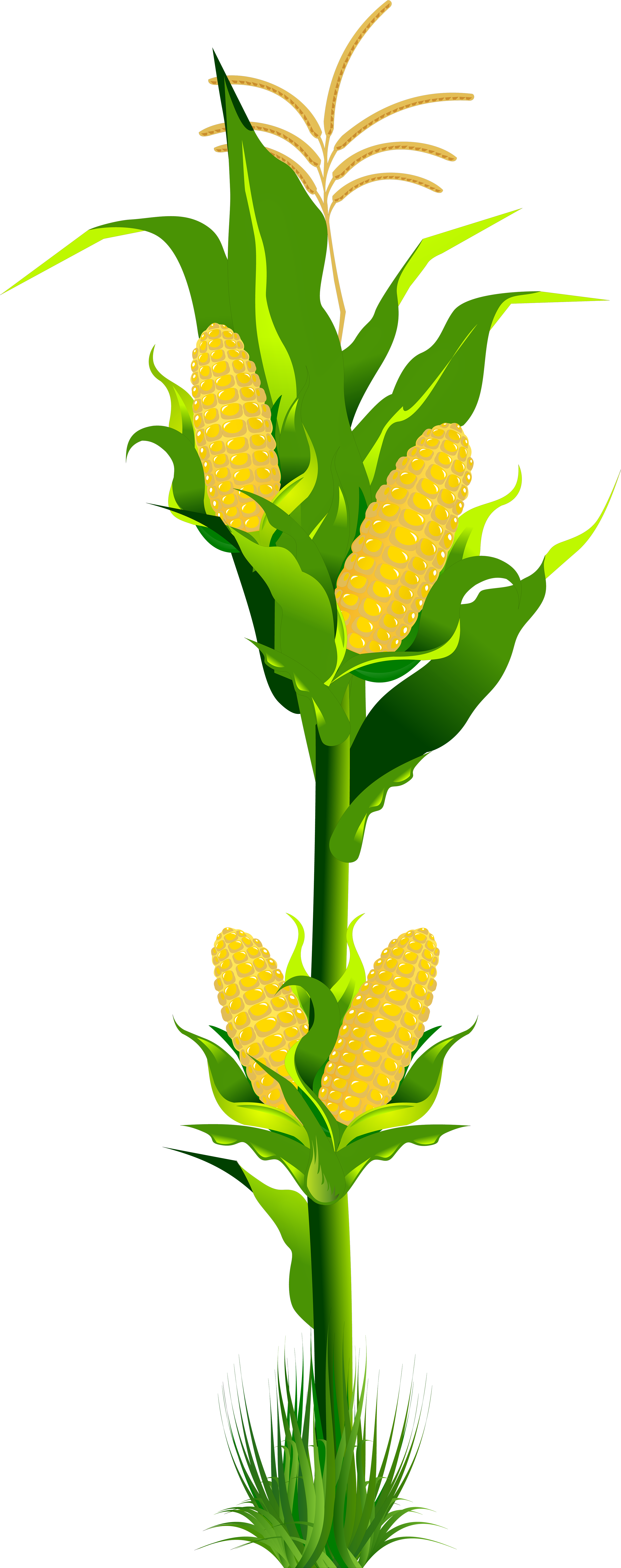 Corn Plant Png Clipart - Clip Art Of Corn Plant Transparent Png (3248x8000), Png Download