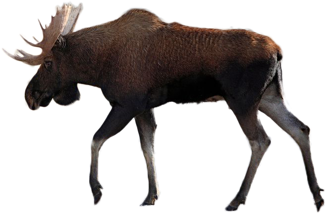 Moose Vector Graphics Illustration Silhouette Image - Moose Png Clipart (960x640), Png Download