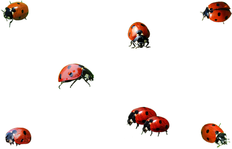 Ladybird Insect Clip Art - Ladybugs Png Transparent Png (800x533), Png Download