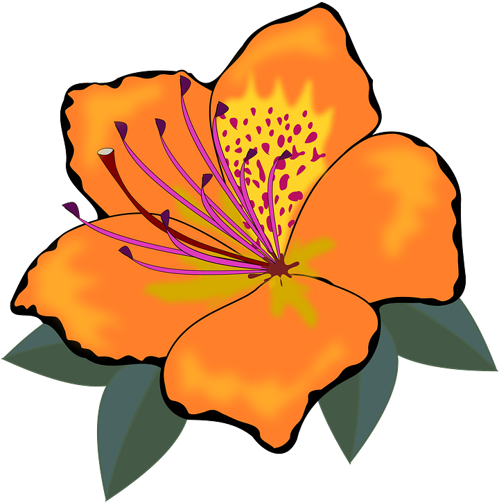 Transparent Plant Clip Art - Orange Flower Clipart - Png Download (721x723), Png Download