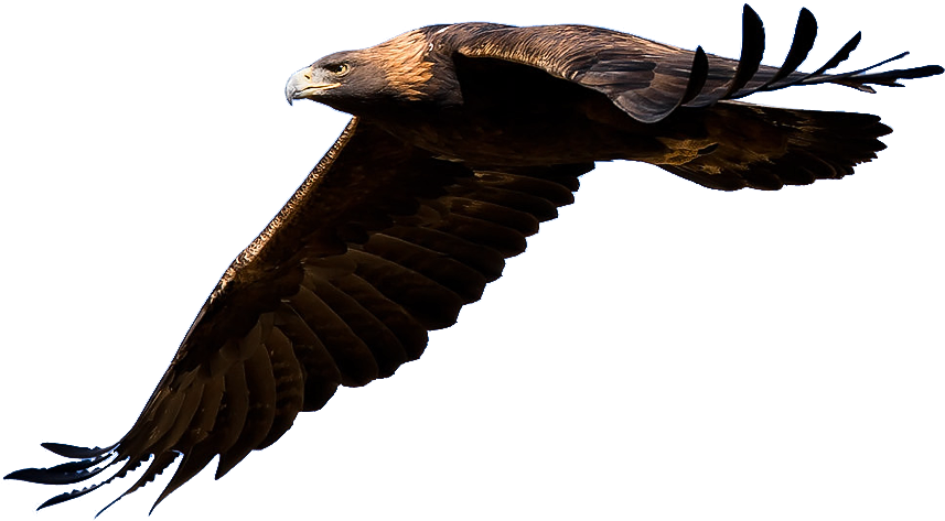 Golden Eagle Clipart - Flying Golden Eagle Png Transparent Png (900x535), Png Download