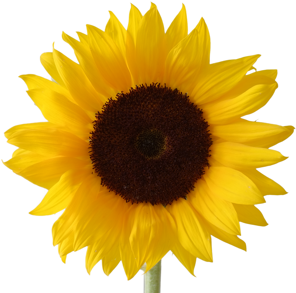 Download Sunflowers Clipart Pdf - Transparent Background Sunflower