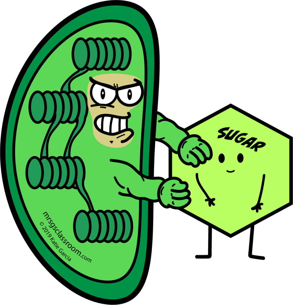 Cartoon Pictures Of Chloroplasts Clipart (985x1024), Png Download