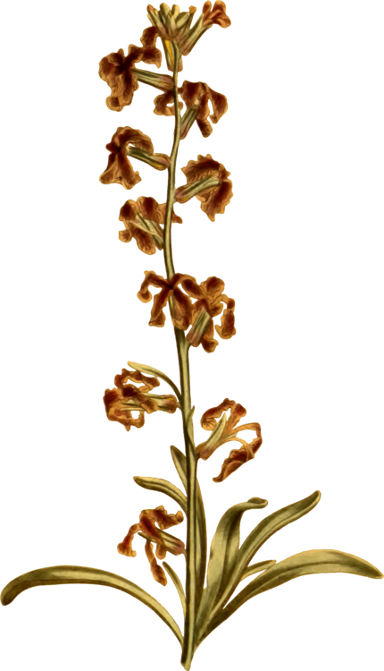 Botanical Vector Herb - Broomrape Clipart (430x750), Png Download