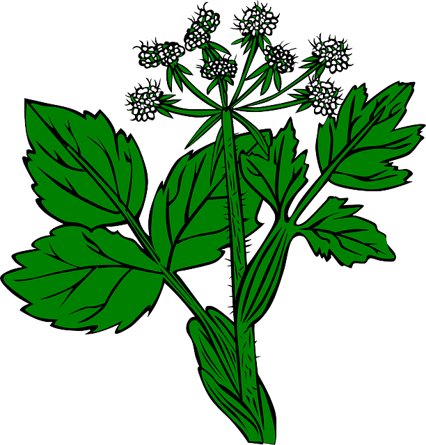 Alfalfa Clipart - Png Download (612x640), Png Download