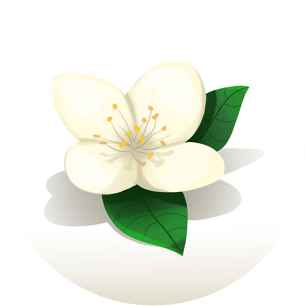 Jasmine Clipart (600x600), Png Download