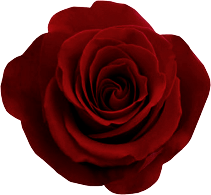 Free Rose Png, Download Free Clip Art, Free Clip Art - Red Rose Png Transparent Png (700x700), Png Download