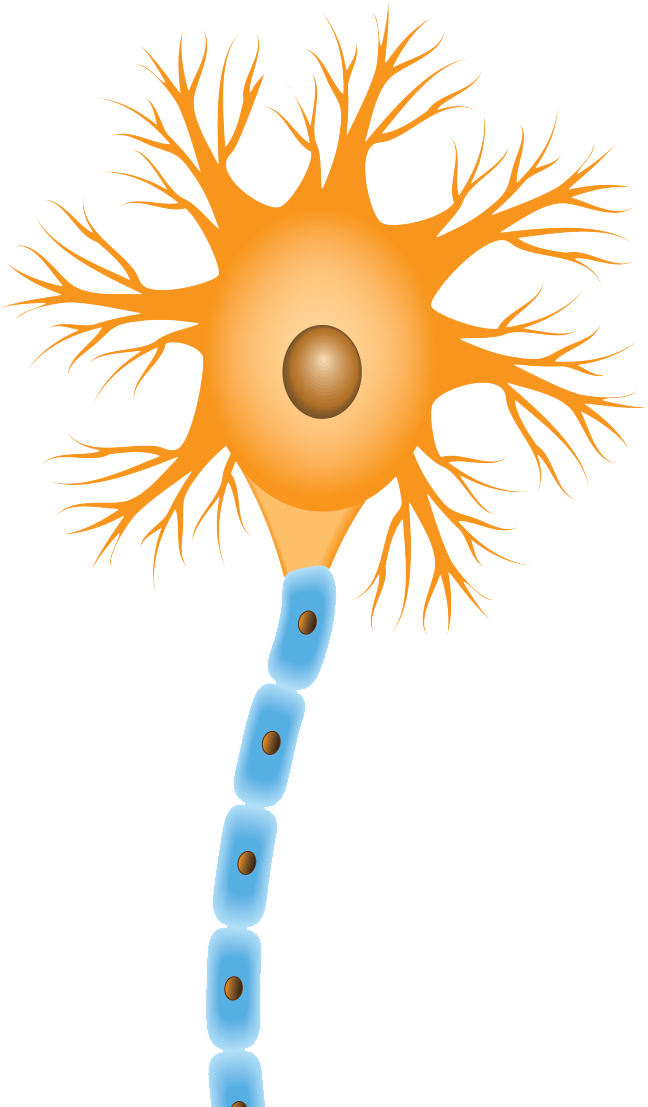 Clip Art - Png Download (648x1107), Png Download