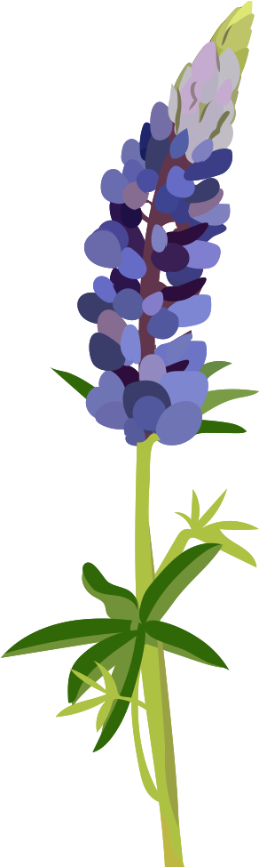 Bluebonnet Clipart (439x1000), Png Download