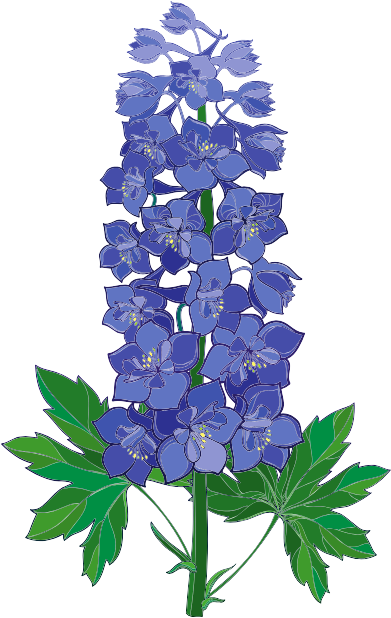18 - Flor Delfinium Dibujo Clipart (1000x800), Png Download