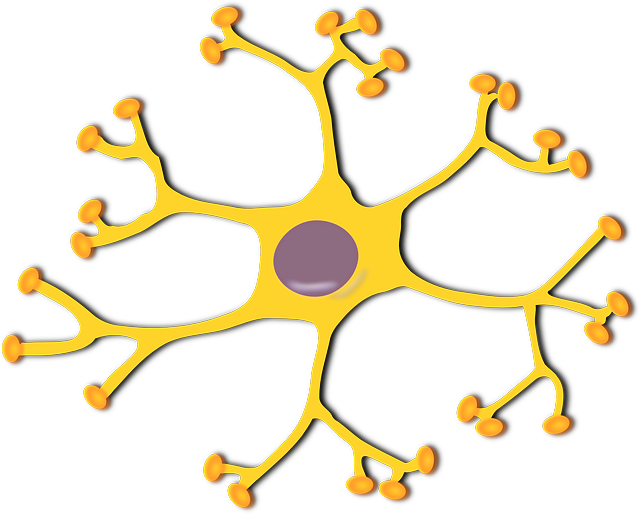Brain Cells Clipart - Png Download (640x514), Png Download