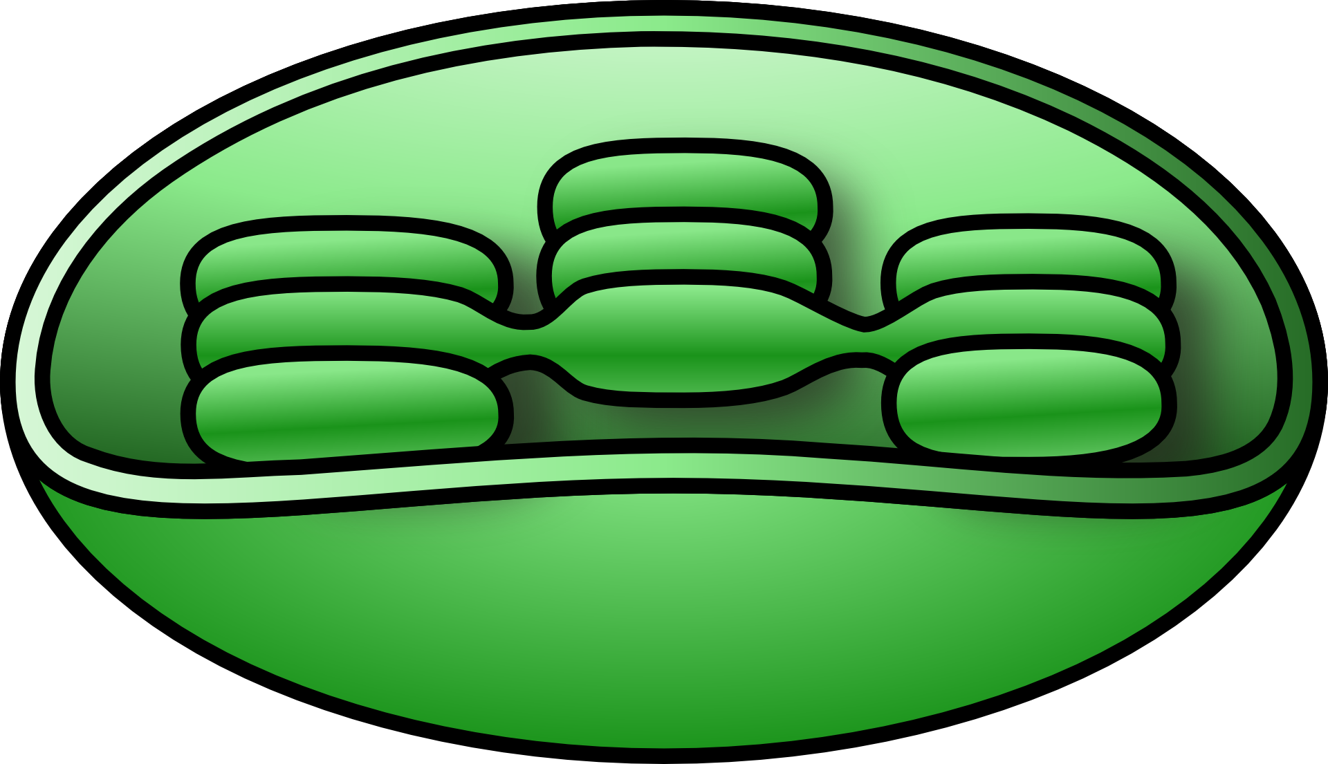 Thumbnail - Chloroplast Png Clipart (1280x736), Png Download