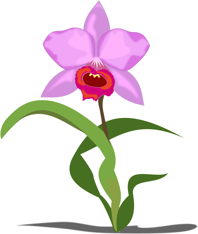 Free Orchid Cliparts, Download Free Clip Art, Free - Orchid Flower Clip Art - Png Download (800x800), Png Download