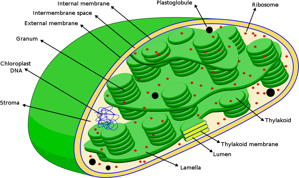 Chloroplasts Diagram - Dna In A Chloroplast Clipart (1000x598), Png Download
