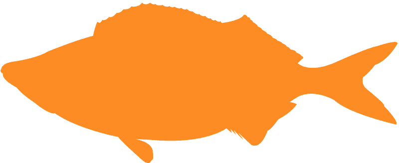 Transparent Texas Shape No Background Clipart (800x327), Png Download