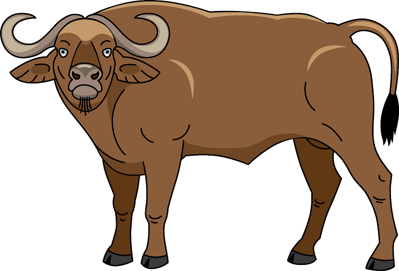 Buffalo Clipart - Png Download (800x543), Png Download