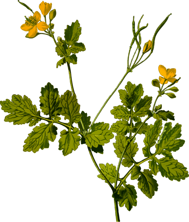 Mustard Plant,plant,flower Celandine Png Clipart Full Size Clipart