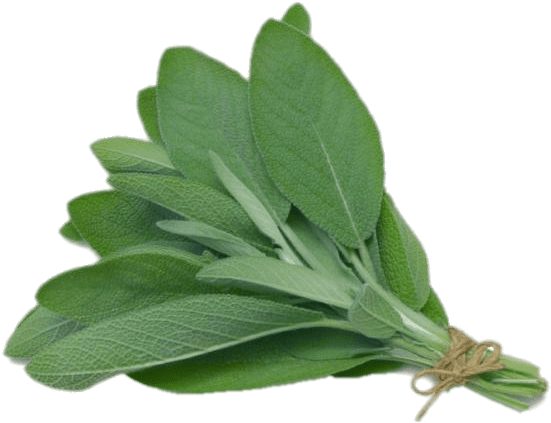 Plant Clipart Herb - Herb Sage - Png Download (700x466), Png Download