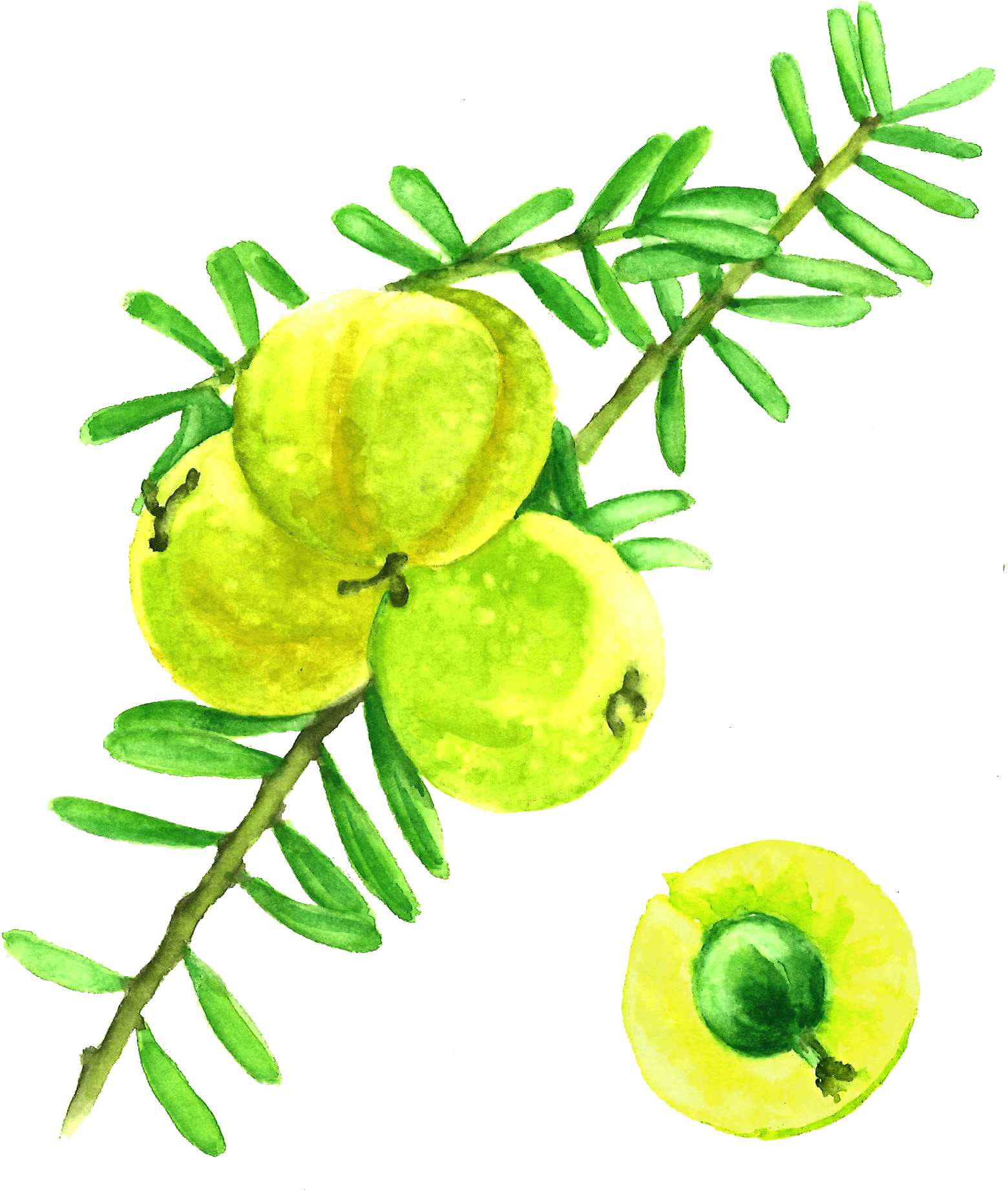 Amla Berries - Watercolor Amla Clipart (1560x1843), Png Download