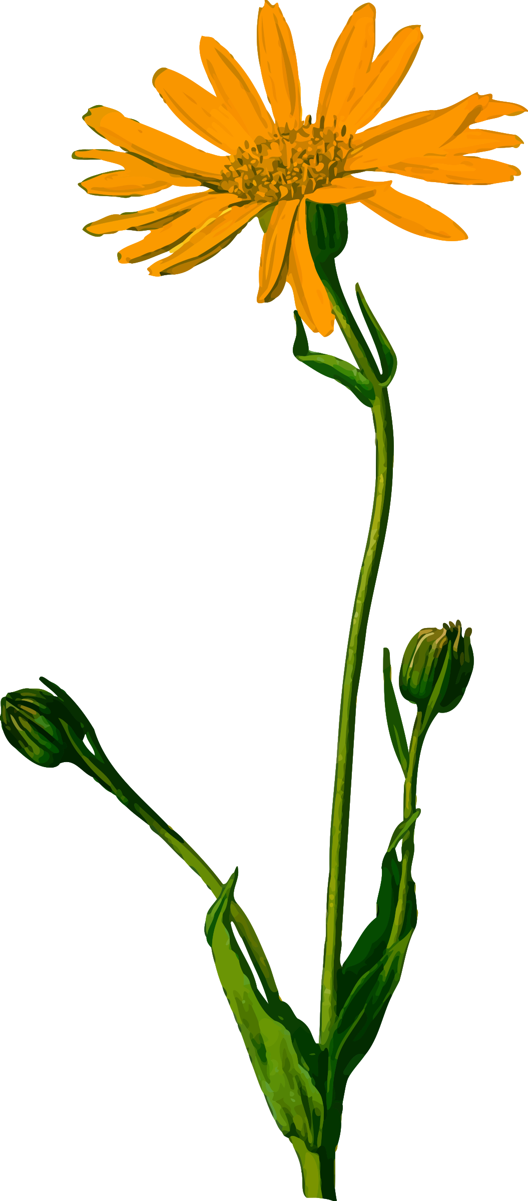 Arnica Montana Botanical Illustration Clipart (1055x2400), Png Download