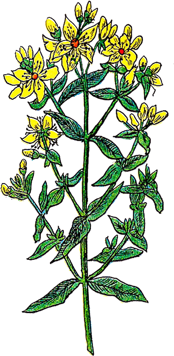 Floral Design Clipart (930x1552), Png Download