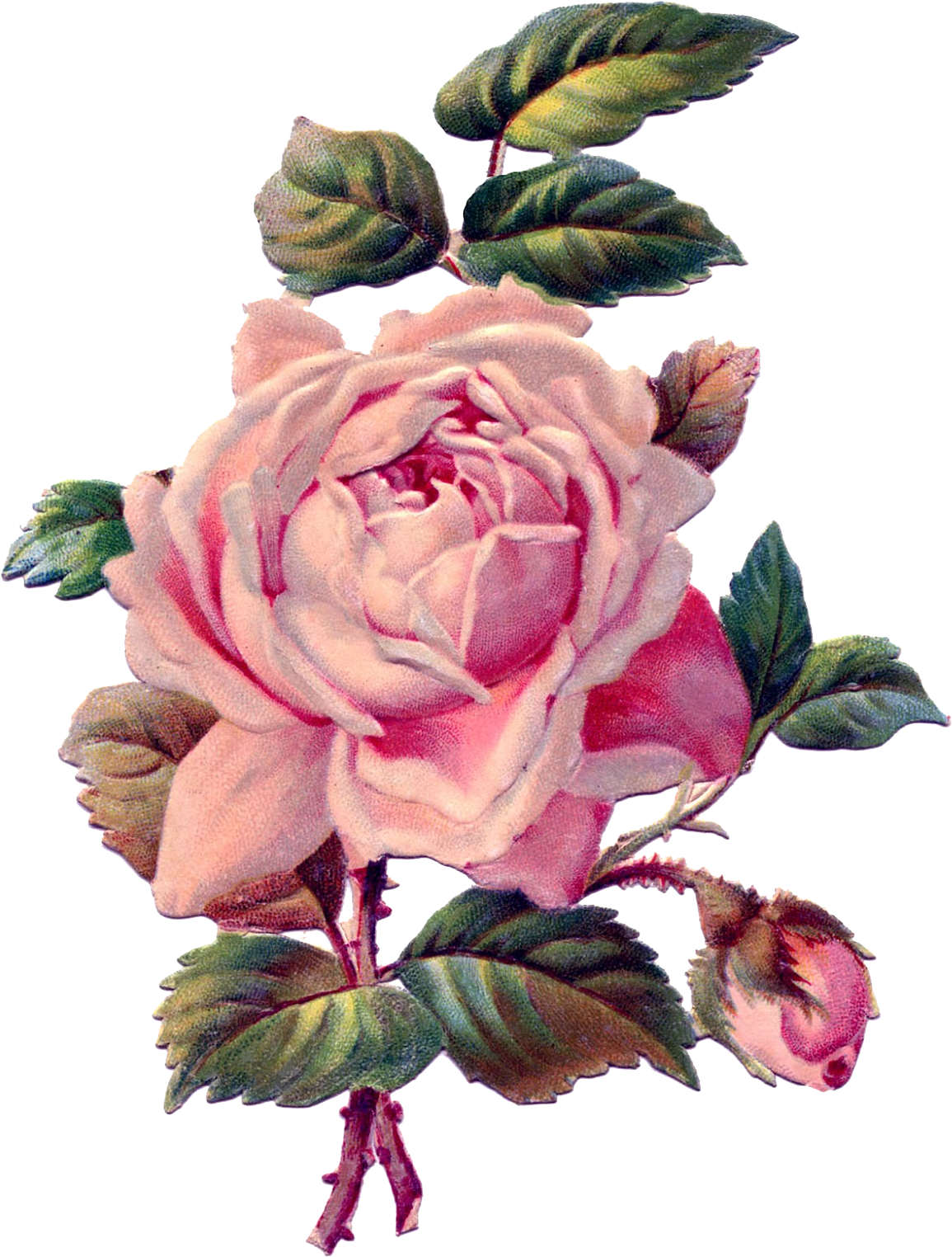 Pink Drawing Vintage - Pink Rose Drawing Transparent Background Clipart (1228x1600), Png Download