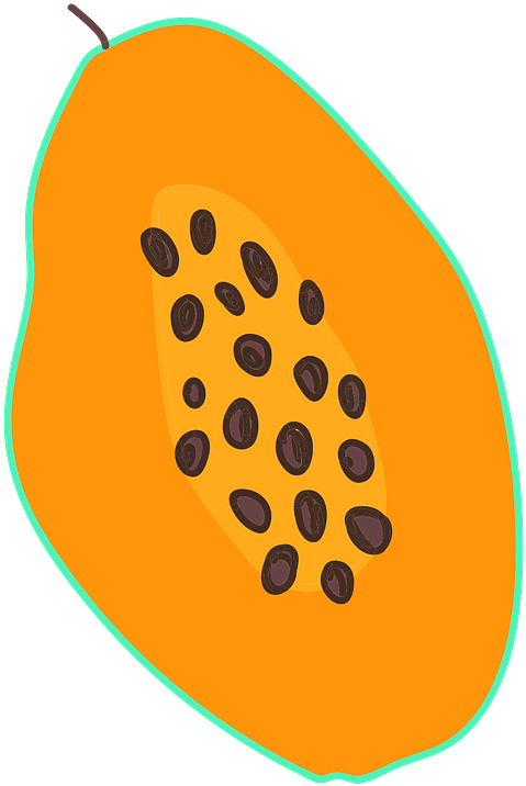 Papaya Clipart - Circle - Png Download (653x800), Png Download