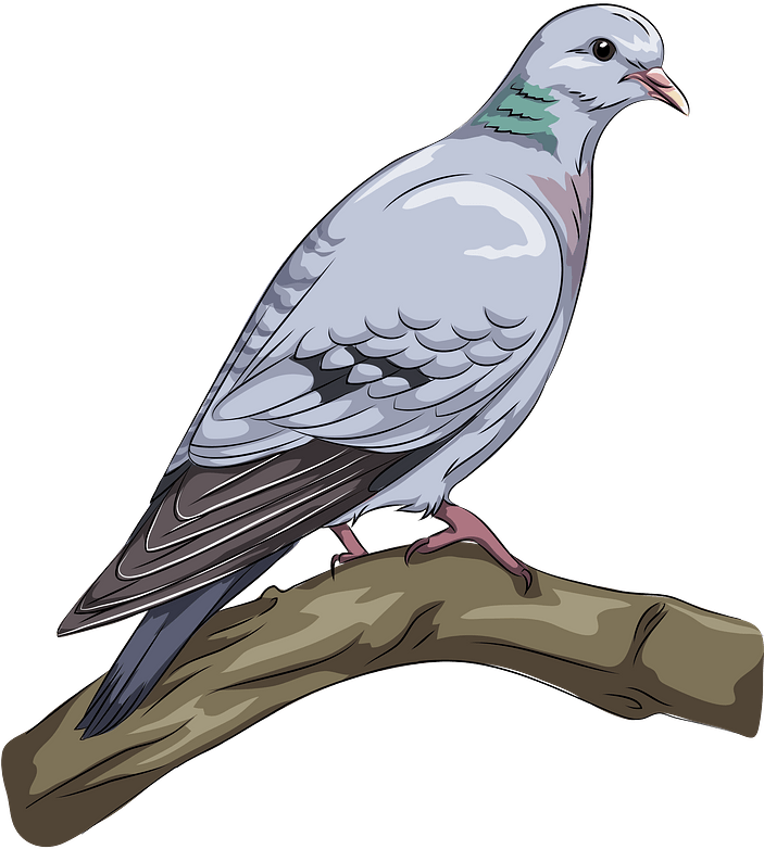 Stock Dove Clipart - Clip Art - Png Download (702x800), Png Download