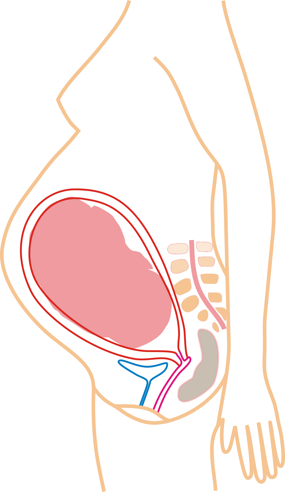 9th Month Pregnancy - Reproduction Chez Les Humain Clipart (1000x1726), Png Download
