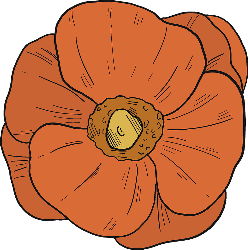 Poppy Clipart - Winter Squash - Png Download (791x800), Png Download