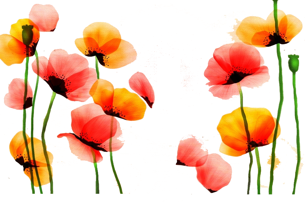 Poppy Watercolor Painting Flower Red Yellow - Good Morning Dear Hubby Clipart (1024x683), Png Download