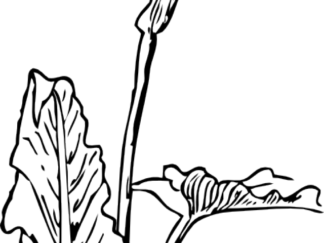 Calla Lily Clipart Transparent - Calla Lily With Leaves Vector - Png Download (640x480), Png Download