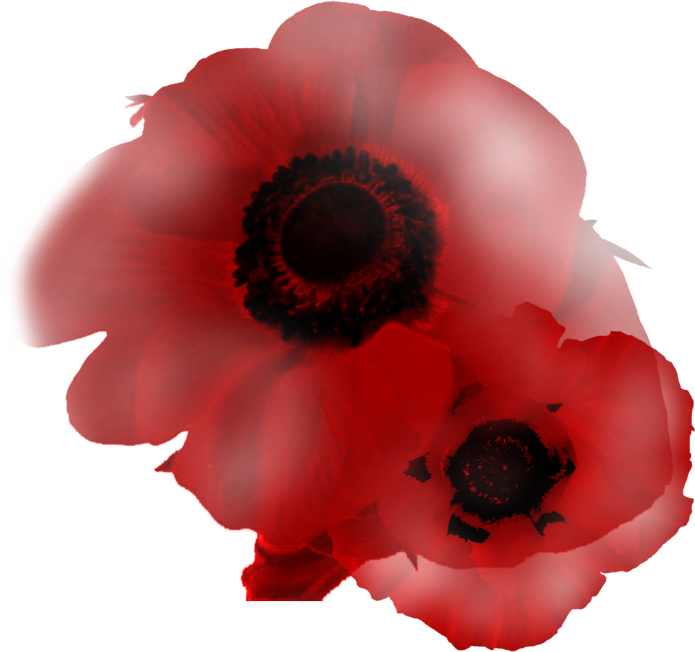 Corn Poppy Clipart (1204x1075), Png Download