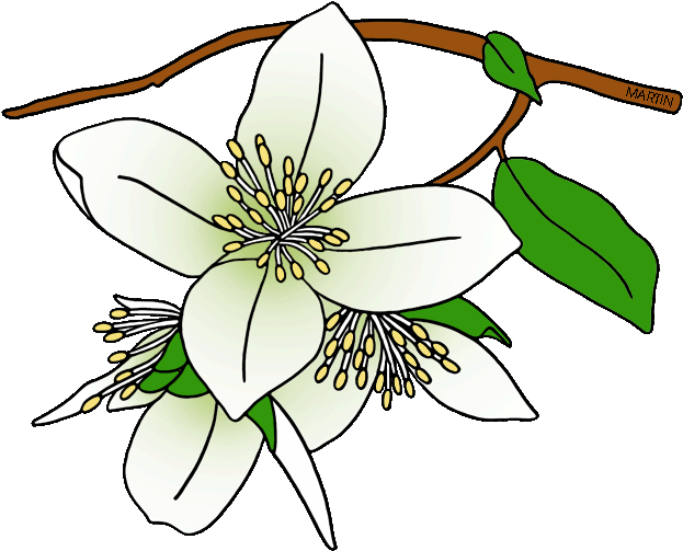 Free United States Clip Art By Phillip Martin, State - Draw A Syringa Flower - Png Download (648x534), Png Download