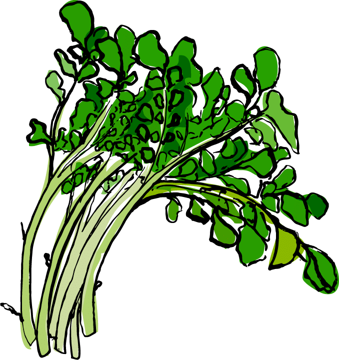 Watercress Cartoon Clipart (678x720), Png Download