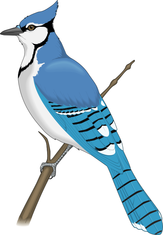 Blue Jay Clip Art - Blue Jay Bird Clipart - Png Download (553x800), Png Download