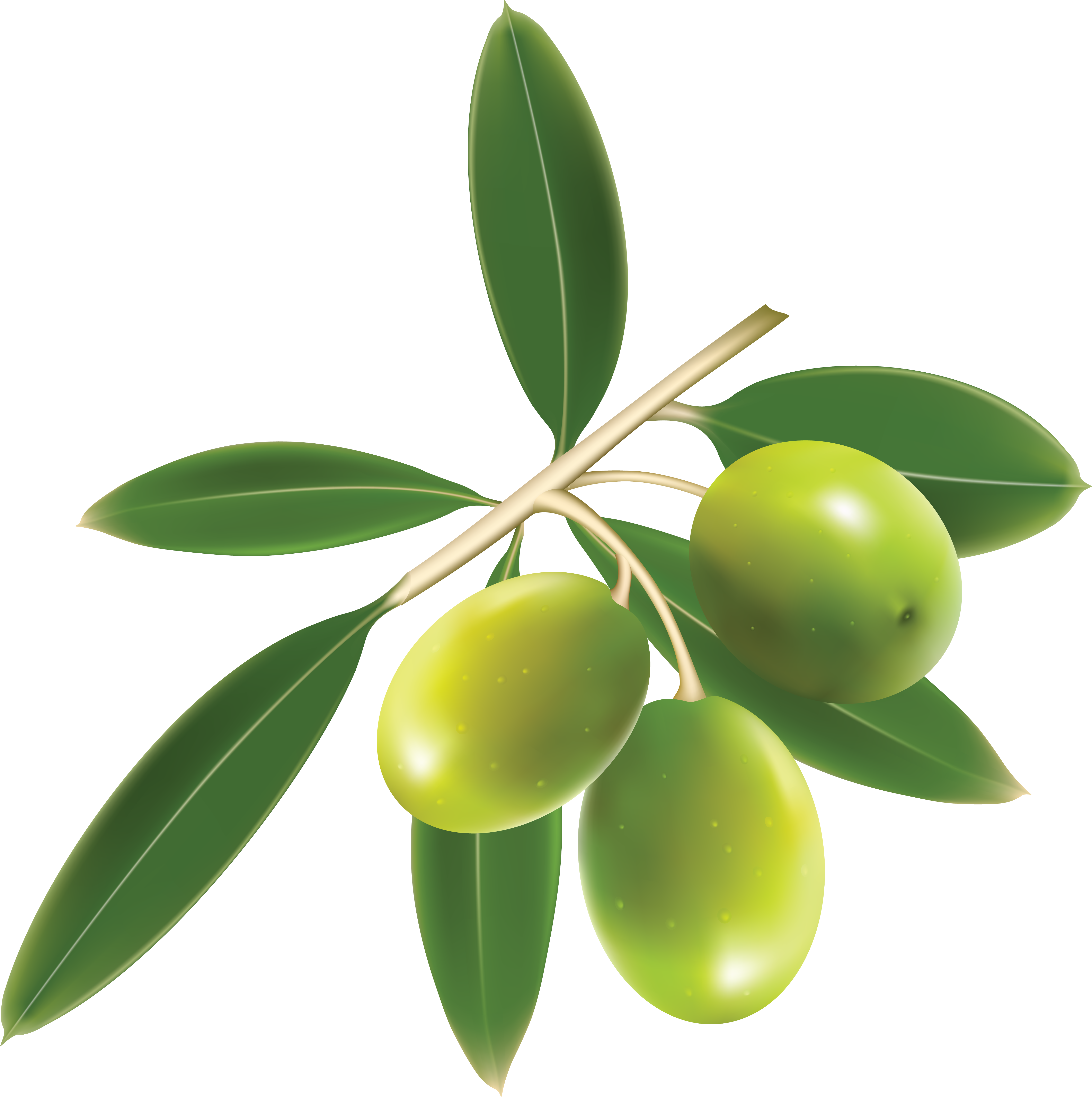 Olive Clipart Transparent Background - Olive Clipart - Png Download (5337x5369), Png Download