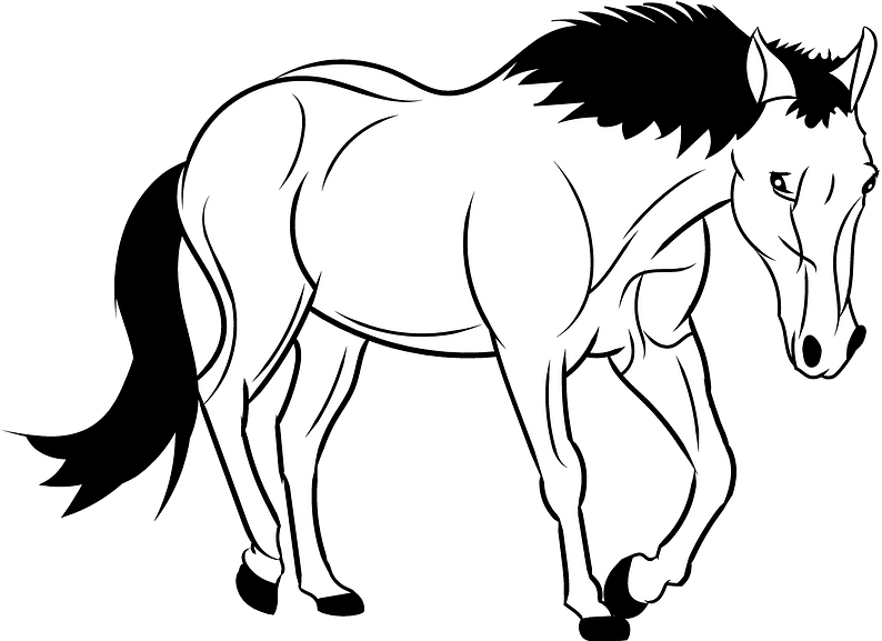 Mustang Clipart - Dibujos Para Colorear De Caballos - Png Download (800x576), Png Download