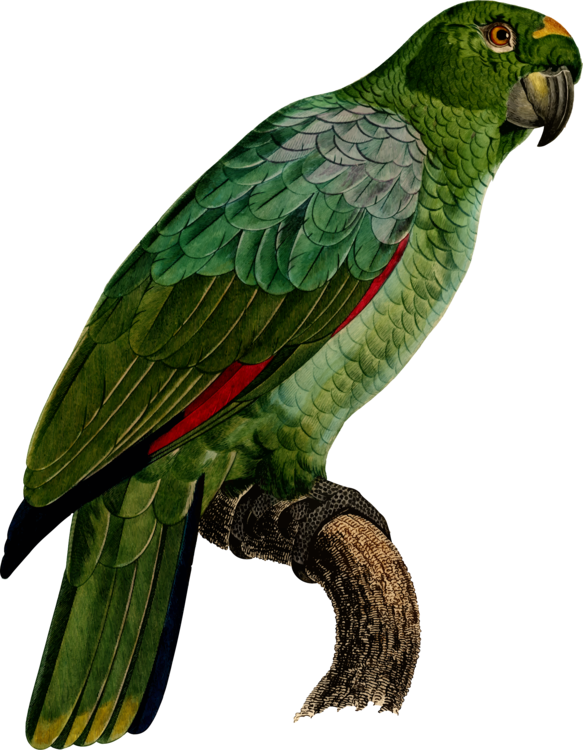 Transparent Parakeet Clip Art - Imágenes De Loro Guacamayo - Png Download (583x750), Png Download