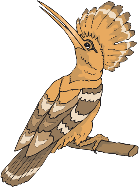 Perched Hoopoe Looking Back Png Images - Hud Hud Bird Drawing Clipart (600x600), Png Download