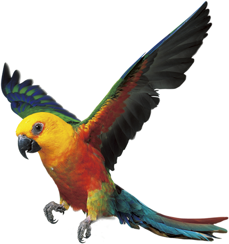 Parrot Bird Fly Png Clipart (639x717), Png Download