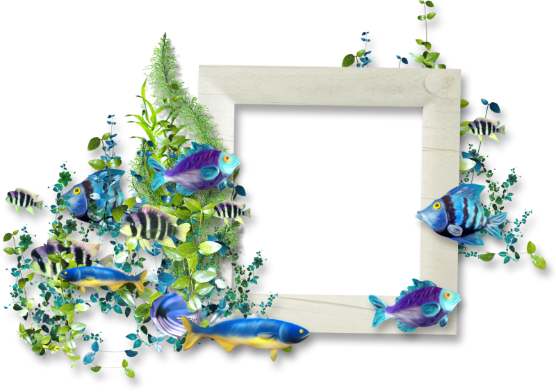 Frame Png Fish Clipart (800x564), Png Download