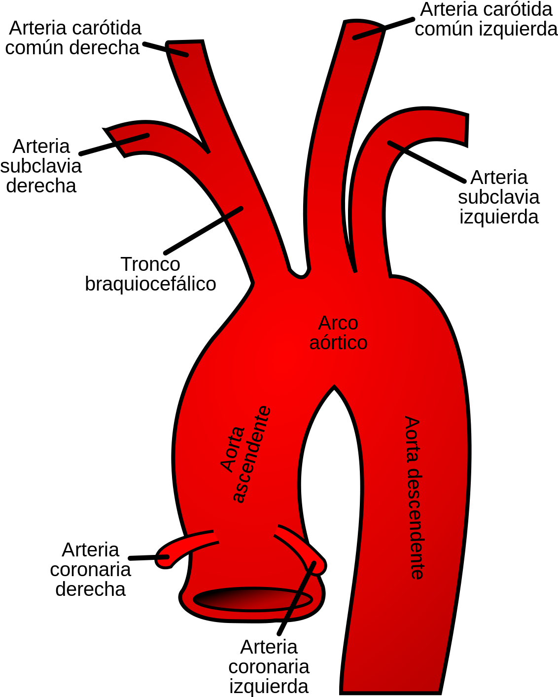 Transparent Ramas Png - Aortic Arch Clipart (1132x1413), Png Download