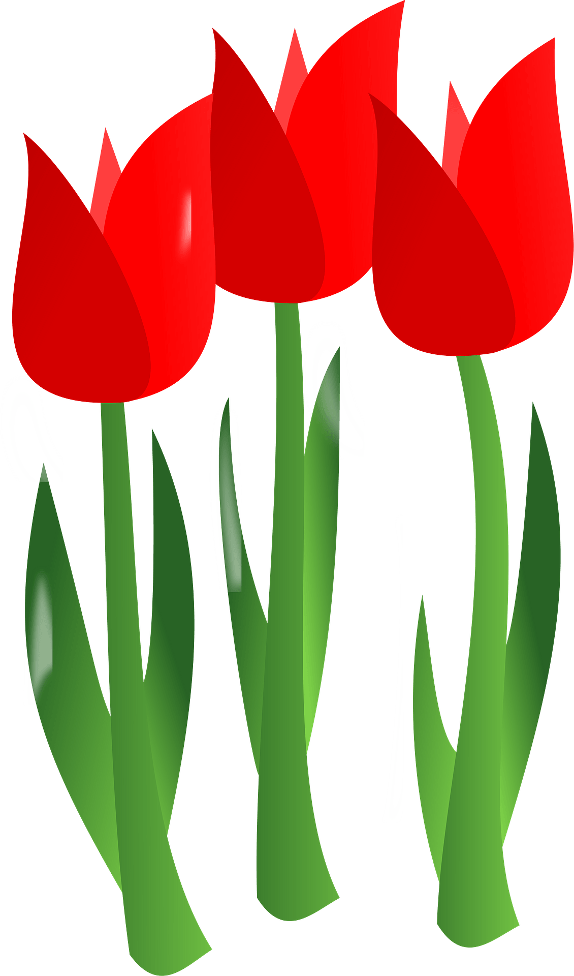 April Flowers Clip Art - Png Download (558x800), Png Download